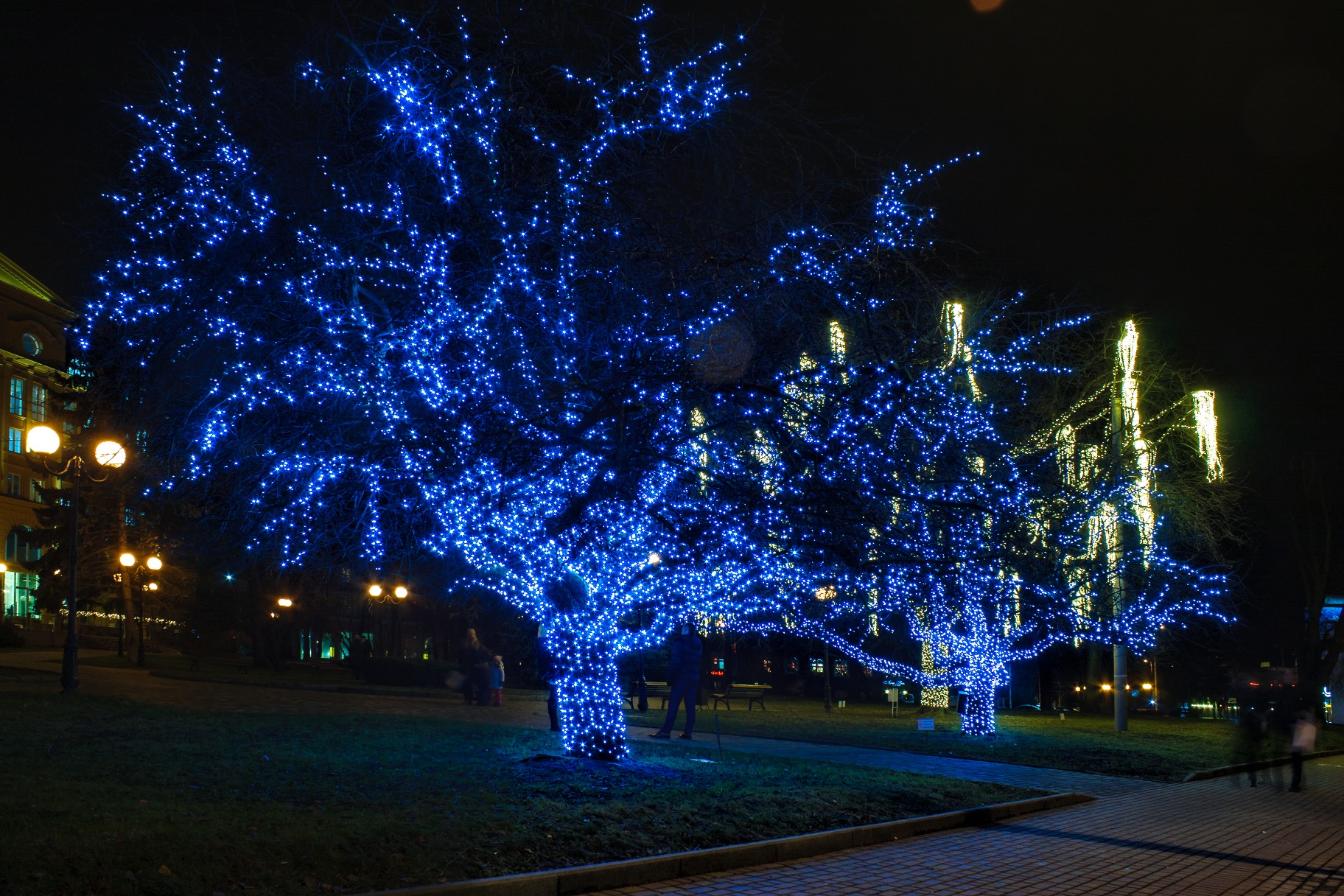 Glowing Blue Christmas Lights And Trees In The Park